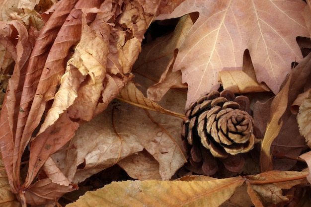 feuilles d&#39;automne de fond