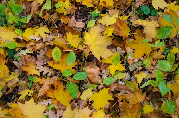 feuilles d&#39;automne de fond