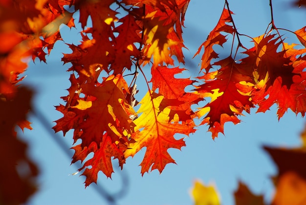 Les feuilles d'automne font surface dans une journée ensoleillée