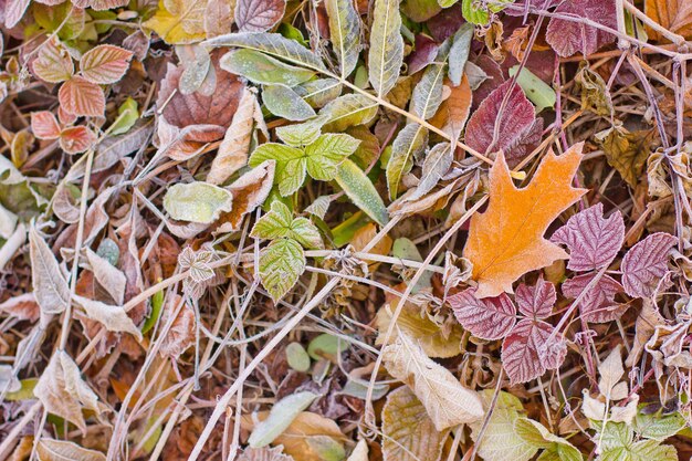 Feuilles d'automne et gelée