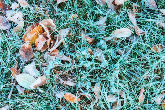 Feuilles d'automne gelées sur l'herbe verte,