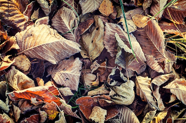 Feuilles d'automne gelées image macro de fond d'hiver vintage naturel