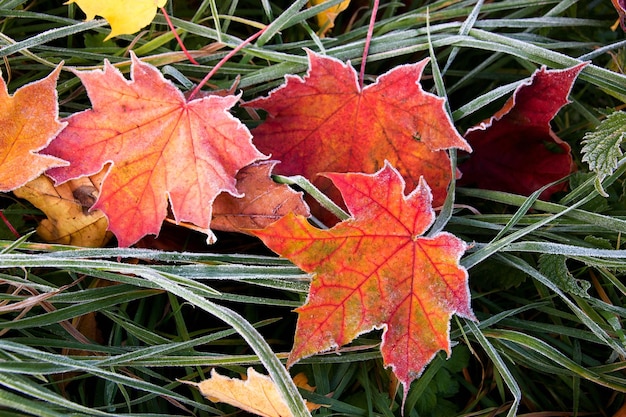 Feuilles d'automne givrées