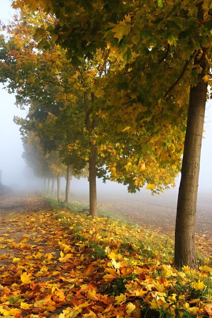 Feuilles d'automne givrées