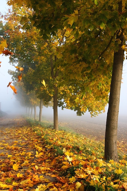 Feuilles d'automne givrées