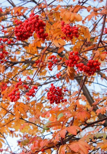 Feuilles d'automne et grappes de rowan contre le ciel bleu