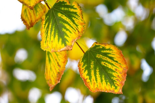 Feuilles d'automne sur un gros plan d'arbre