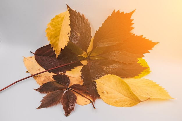 Feuilles d'automne gros plan sur un fond blanc. Rayons de soleil sur les feuilles d'automne