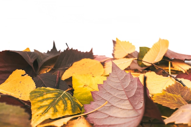 Feuilles d'automne gros plan sur fond blanc