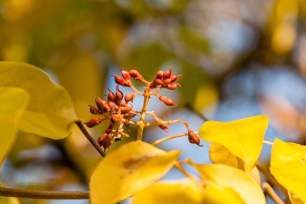 Feuilles d'automne avec gros plan de fruits sauvages