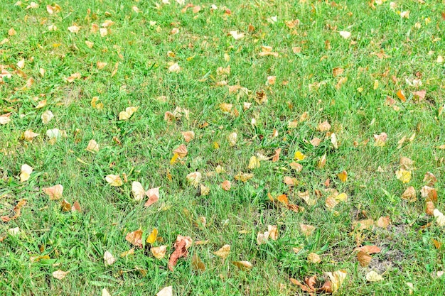 Feuilles d'automne sur l'herbe verte sous les rayons du soleil