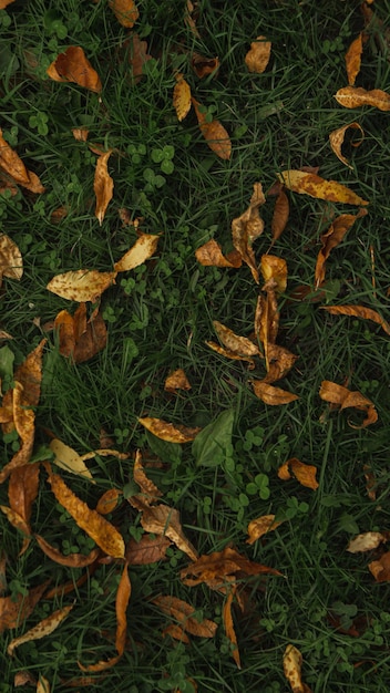 Feuilles d'automne sur l'herbe