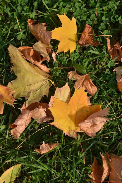 Feuilles d'automne sur l'herbe