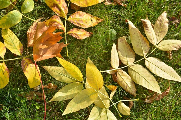 Feuilles d'automne sur l'herbe