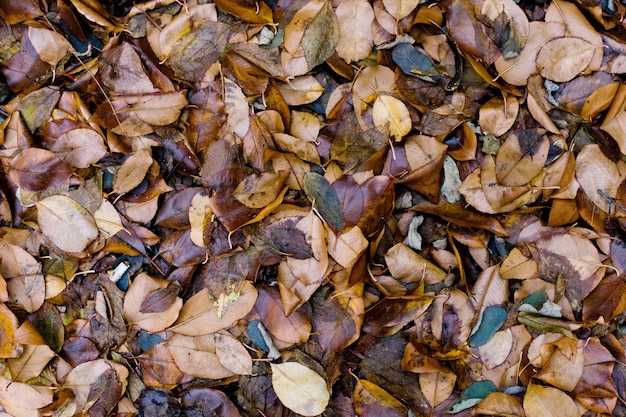 Feuilles d'automne humides de bronze brun coloré. Fond tonique naturel