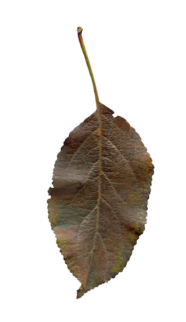 Feuilles d&#39;automne isolées