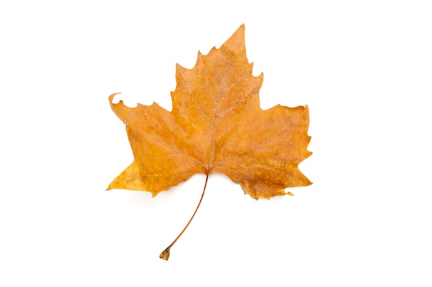 Feuilles d'automne isolés sur blanc