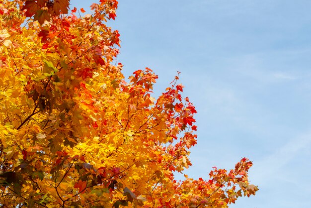 Feuilles d'automne jaune contre le ciel bleu
