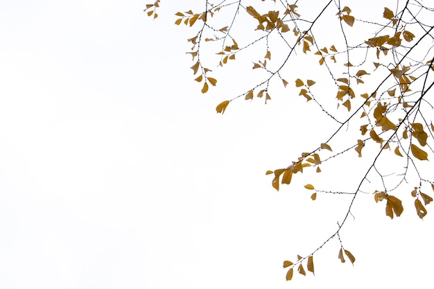 Feuilles d'automne jaune sur fond blanc