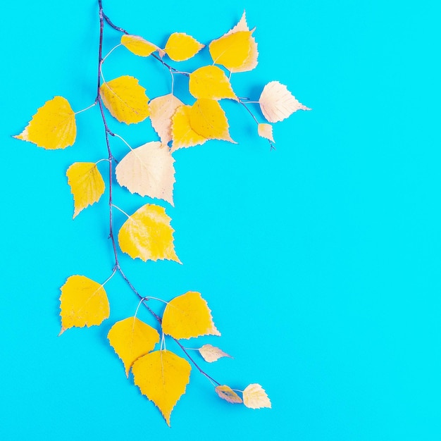 Feuilles d'automne jaune sur fond bleu