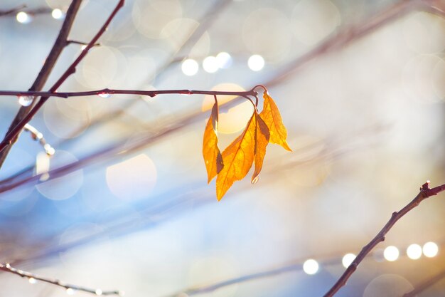 Feuilles d'automne jaune avec des gouttes de rosée sur les branches par temps ensoleillé