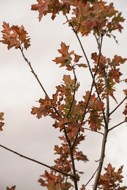 Feuilles d'automne jaune or coloré sur les branches d'arbres