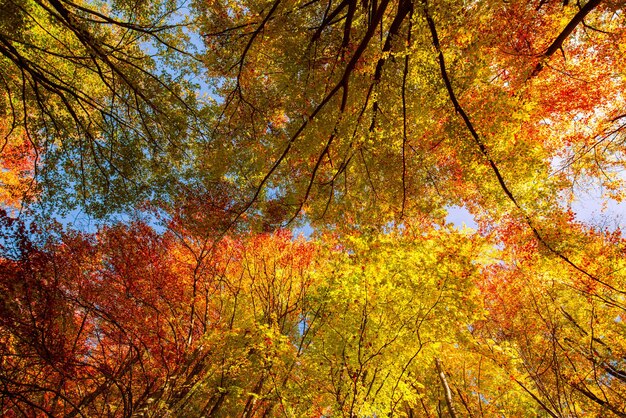 Feuilles d'automne jaune orange sur fond de ciel bleu. Concept d'automne doré. Journée ensoleillée, temps chaud