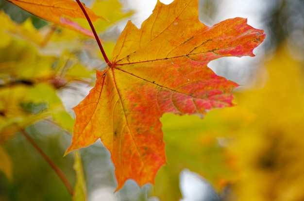 feuilles d'automne jaune orange et rouge sur les arbres