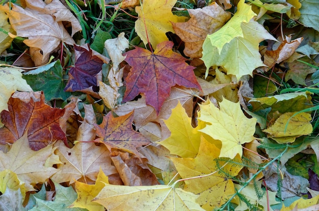 feuilles d'automne jaune orange et rouge tombées