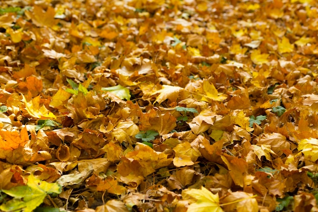 Feuilles d'automne jaune sur le sol