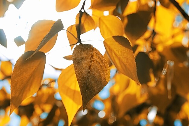 Feuilles d'automne jaunes des arbres sur un ciel bleu clair