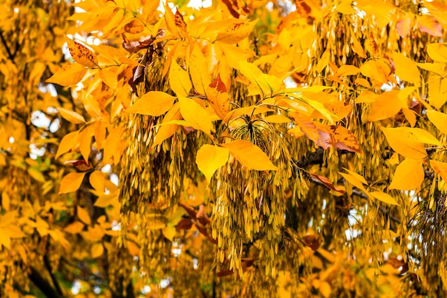 Feuilles d'automne jaunes sur les arbres