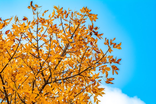 Feuilles d'automne jaunes sur les arbres