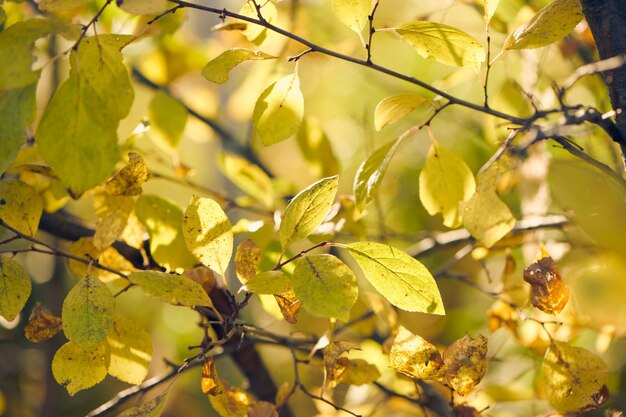 Feuilles d'automne jaunes au soleil. Automne. Feuillage des arbres d'automne au soleil. Nature en automne, toile de fond saisonnière.