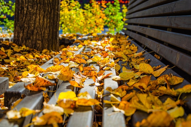 Feuilles d'automne jaunes sur un banc.