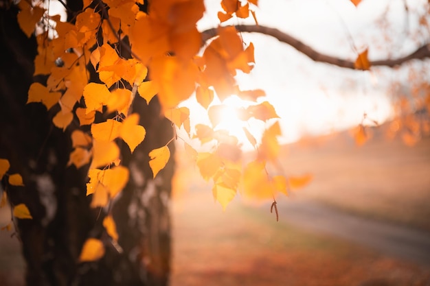 Feuilles d'automne jaunes sur le bouleau au coucher du soleil. Image macro, faible profondeur de champ. Beau fond de nature automne