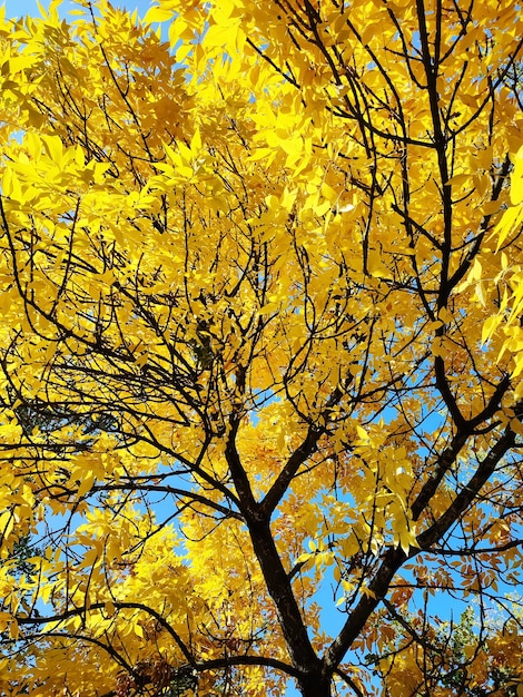 Feuilles d'automne jaunes sur une branche de frêne