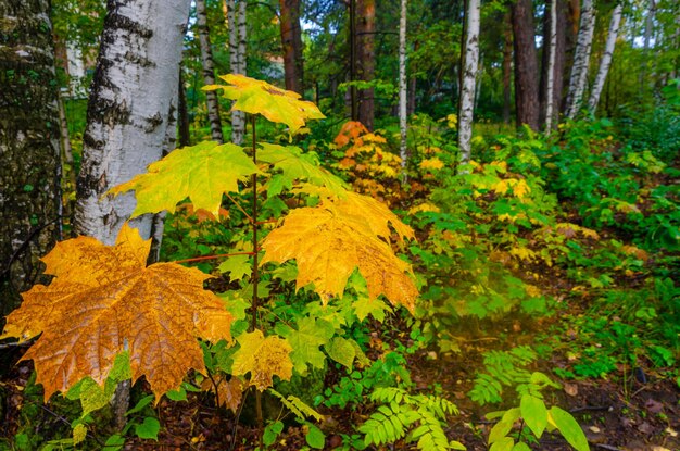 Feuilles d'automne jaunes sur des buissons dans la forêt.