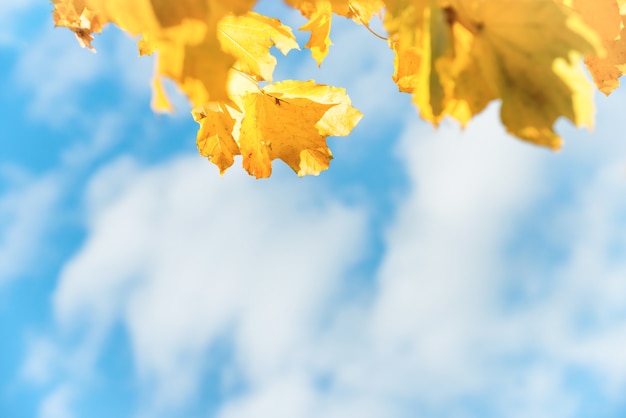 Feuilles d'automne jaunes avec ciel bleu et nuages blancs sur fond