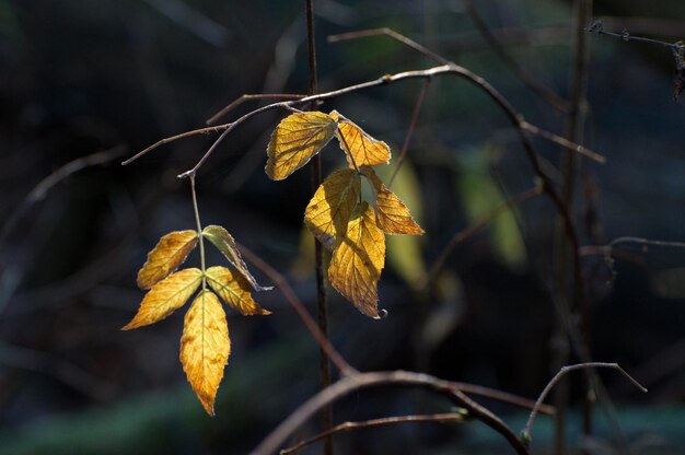 Feuilles d'automne jaunes couvertes de givre dans les rayons du soleil de novembre