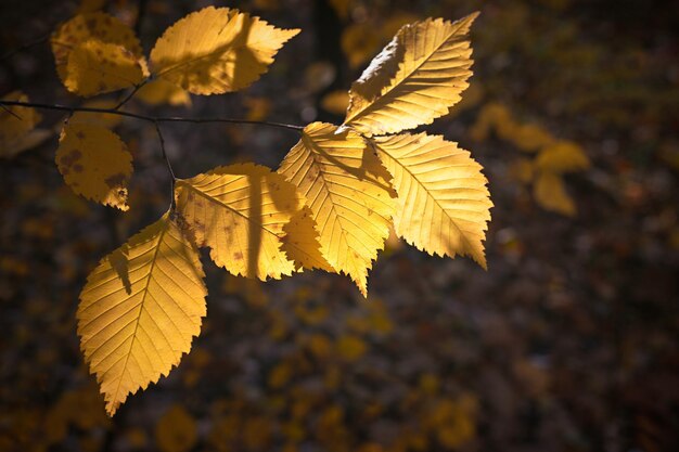 Feuilles d'automne jaunes dans le parc par une journée ensoleillée