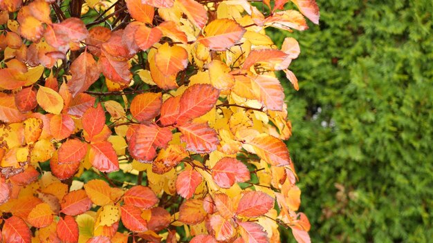 Feuilles d'automne jaunes feuilles d'automne orange dans le feuillage du jardin d'ornement dans le parc