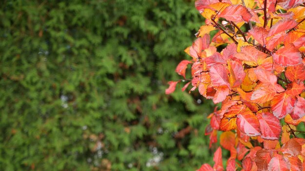 Feuilles d'automne jaunes feuilles d'automne orange dans le feuillage du jardin d'ornement dans le parc