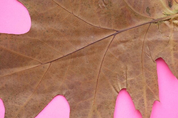 Feuilles d'automne jaunes sur fond rose.