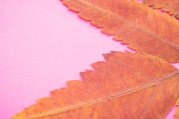 Feuilles d'automne jaunes sur fond rose.