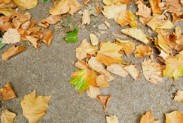 Feuilles d'automne jaunes gisant sur le sol fond naturel saisonnier concept environnemental respectueux de l'environnement