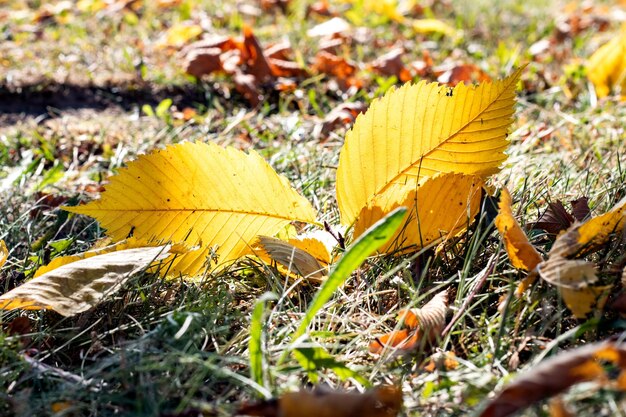 Feuilles d'automne jaunes sur l'herbe se bouchent