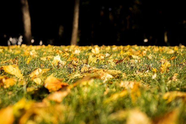 Feuilles d'automne jaunes sur l'herbe verte dans le parc aux rayons du soleil