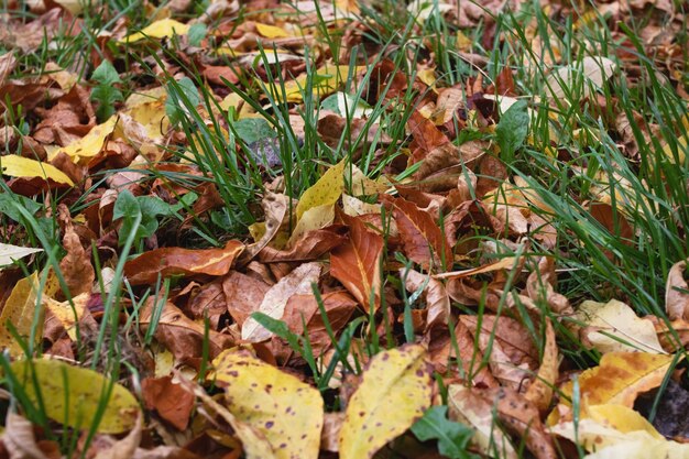 Feuilles d'automne jaunes sur l'herbe verte libre