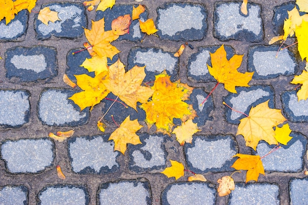 Feuilles d'automne jaunes sur mur de briques